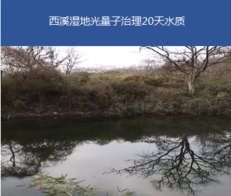 黑臭景观水体-杭州西溪湿地某池塘治理项目